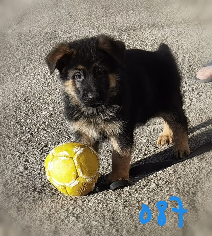 Du val de la houée - Chiot disponible  - Berger Allemand