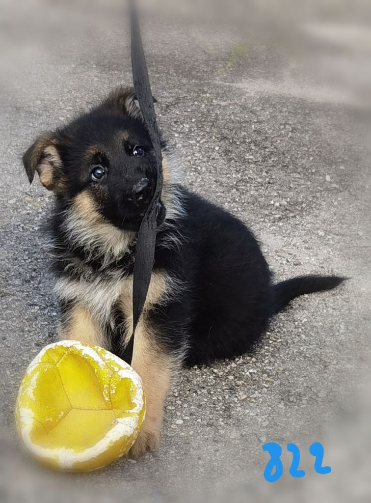 Du val de la houée - Chiot disponible  - Berger Allemand