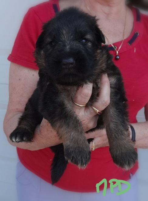 Du val de la houée - Chiot disponible  - Berger Allemand