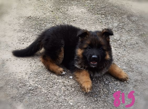 Du val de la houée - Chiot disponible  - Berger Allemand