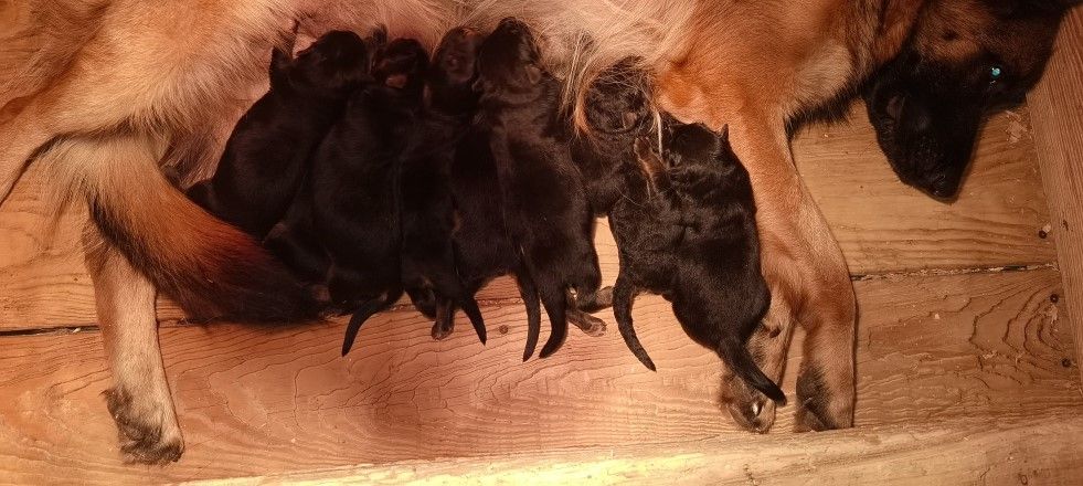 chiot Berger Allemand Du val de la houée