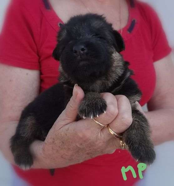 Du val de la houée - Chiot disponible  - Berger Allemand