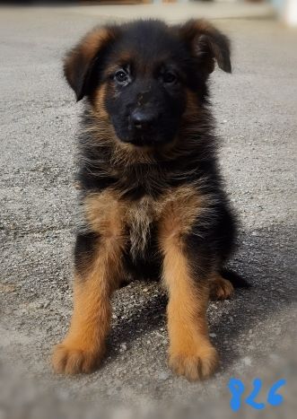 Du val de la houée - Chiot disponible  - Berger Allemand