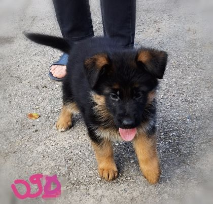 Du val de la houée - Chiot disponible  - Berger Allemand