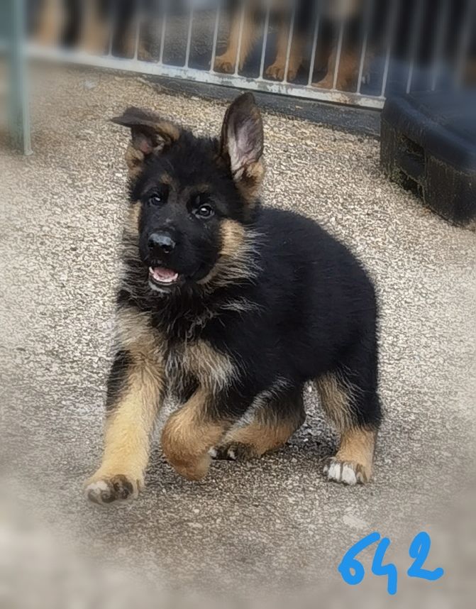 Du val de la houée - Chiot disponible  - Berger Allemand