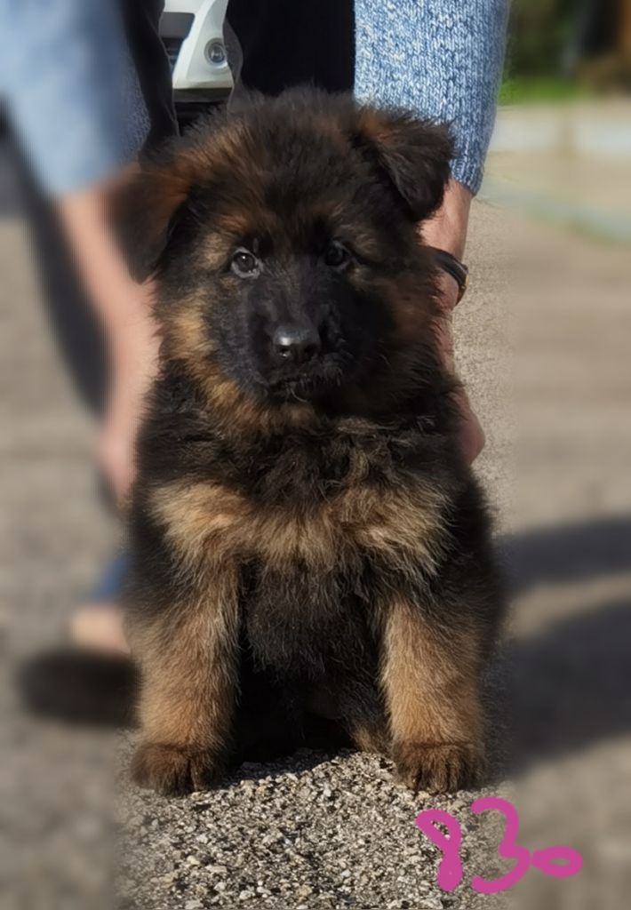 Du val de la houée - Chiot disponible  - Berger Allemand