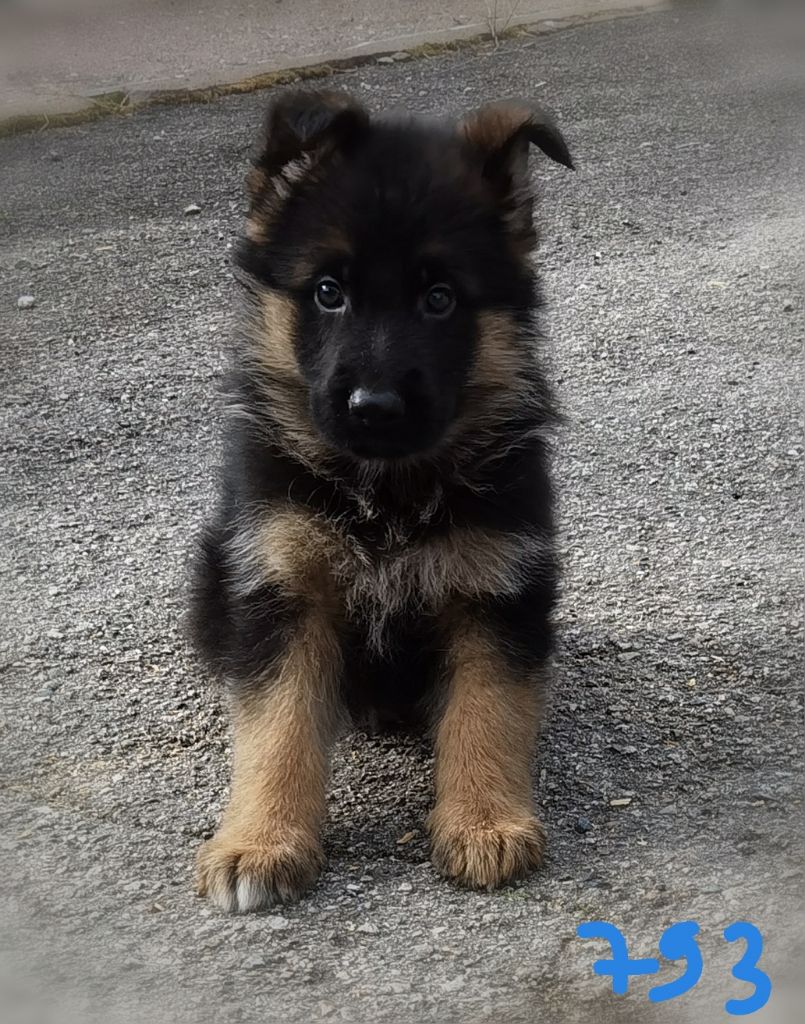 Du val de la houée - Chiot disponible  - Berger Allemand