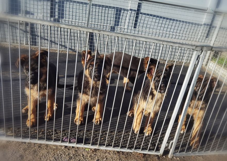 chiot Berger Allemand Du val de la houée