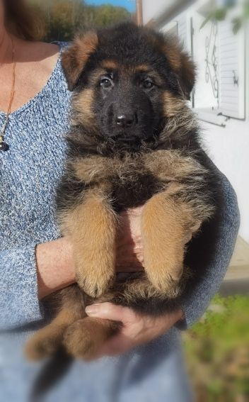 Du val de la houée - Chiot disponible  - Berger Allemand