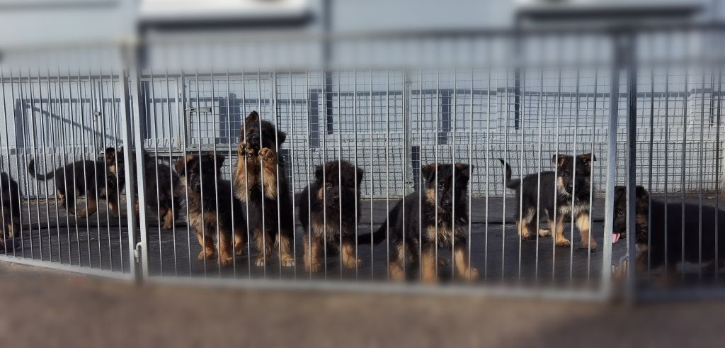 chiot Berger Allemand Du val de la houée