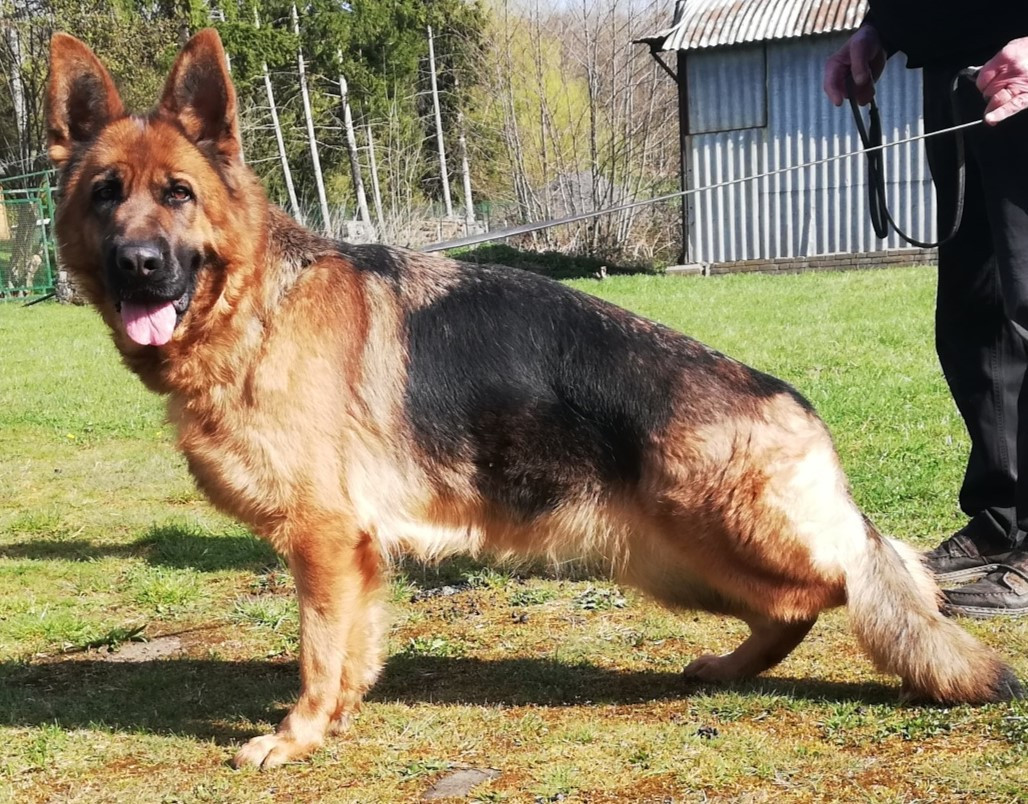 Femelle berger allemand a placer