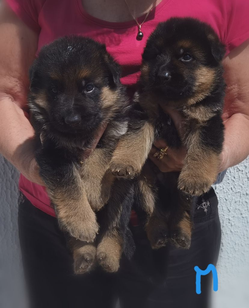 Du val de la houée - Chiots disponibles - Berger Allemand