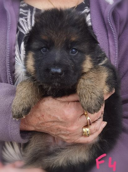 Du val de la houée - Chiots disponibles - Berger Allemand