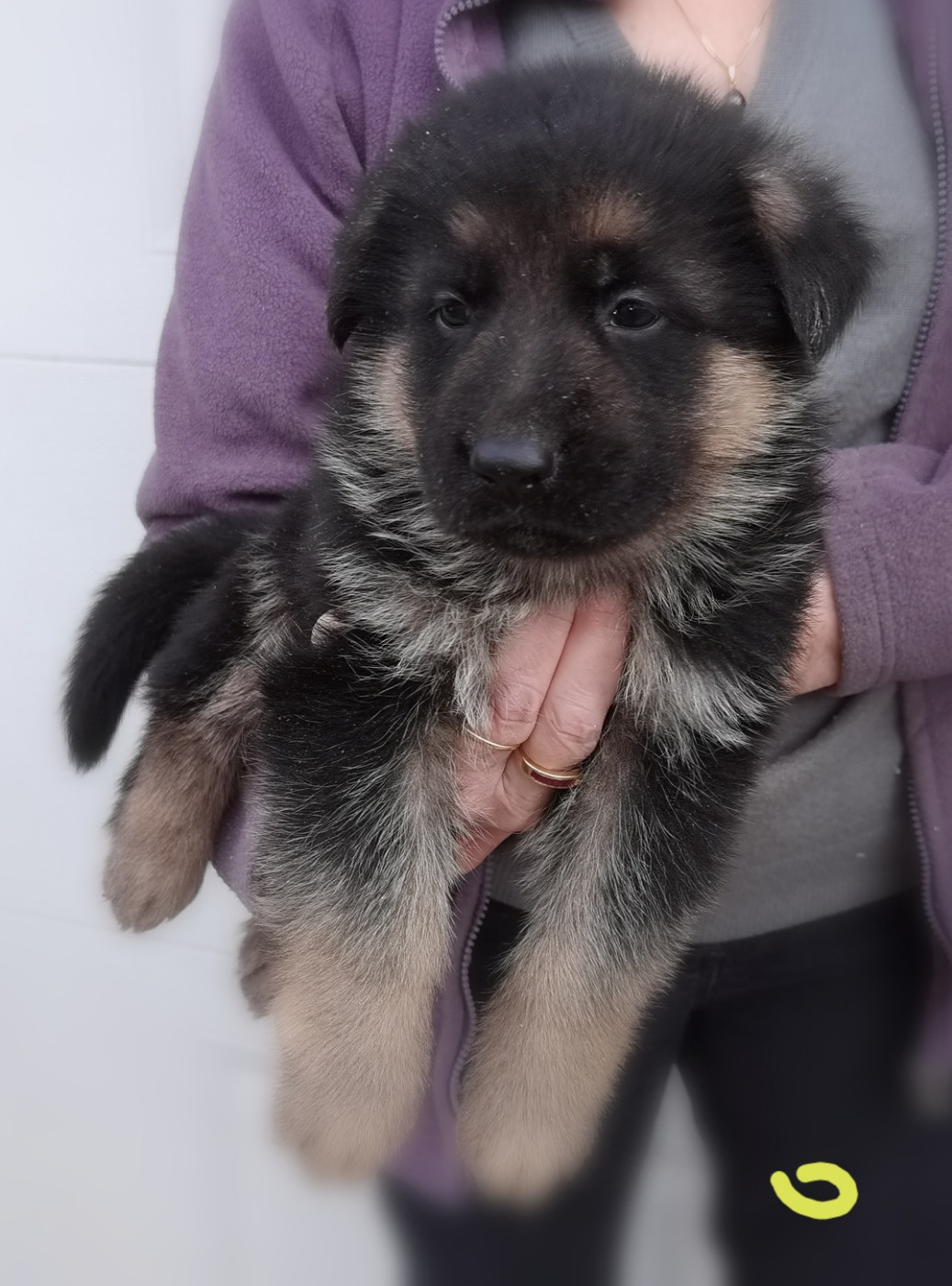 Du val de la houée - Chiots disponibles - Berger Allemand