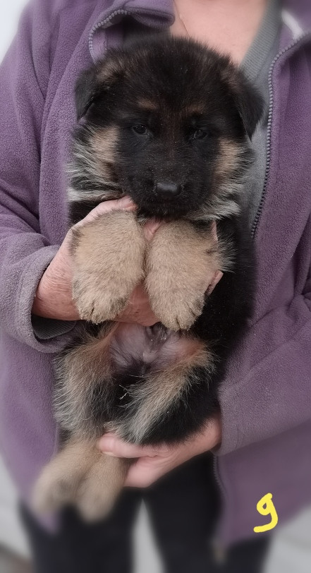 Du val de la houée - Chiots disponibles - Berger Allemand