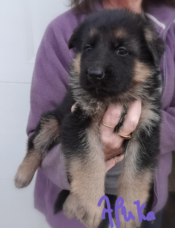 Du val de la houée - Chiots disponibles - Berger Allemand