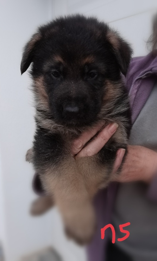 Du val de la houée - Chiots disponibles - Berger Allemand