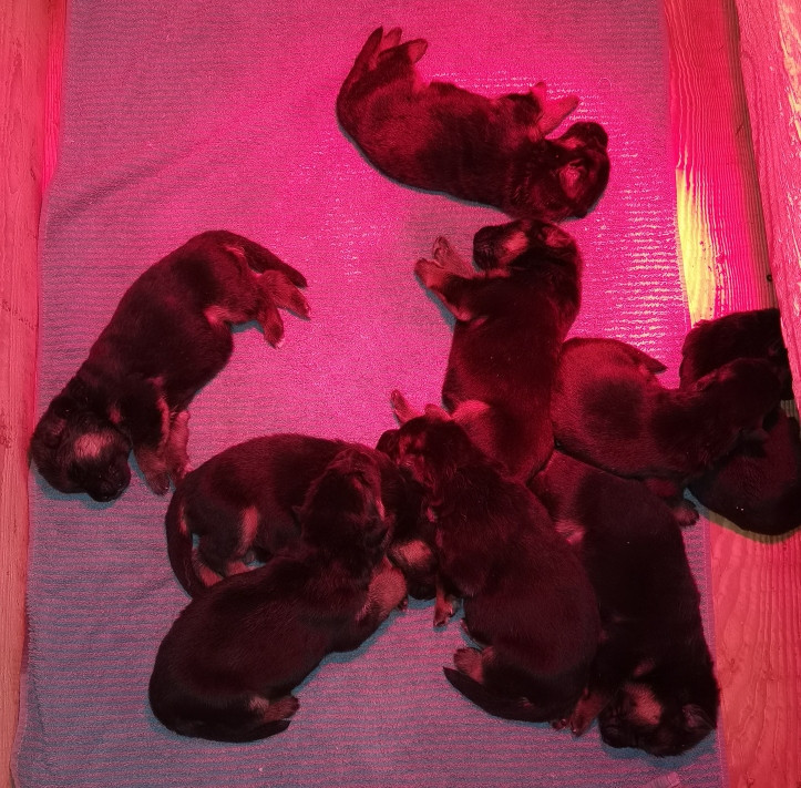 Du val de la houée - Chiots disponibles - Berger Allemand