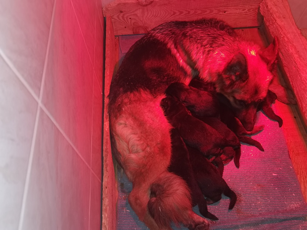 Du val de la houée - Chiots disponibles - Berger Allemand