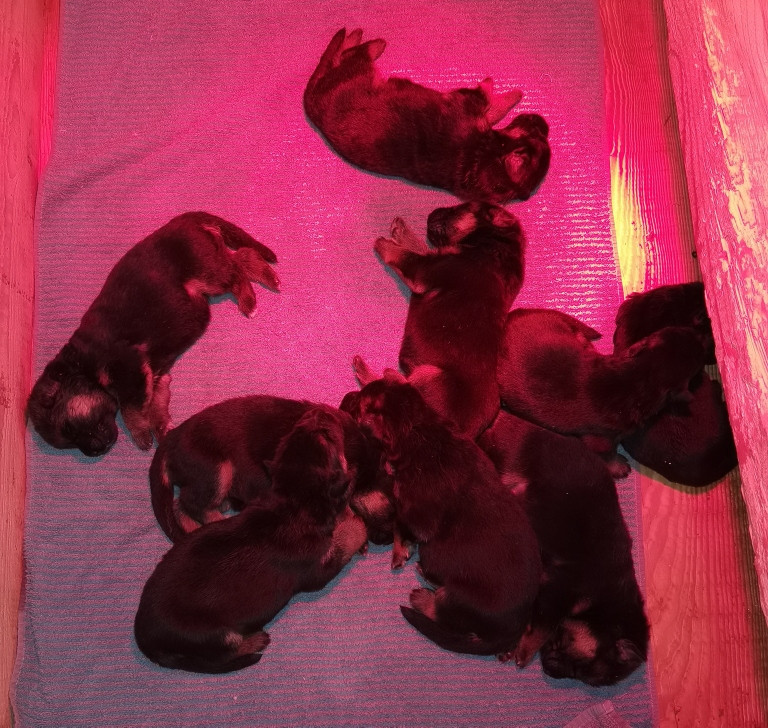 Du val de la houée - Chiots disponibles - Berger Allemand