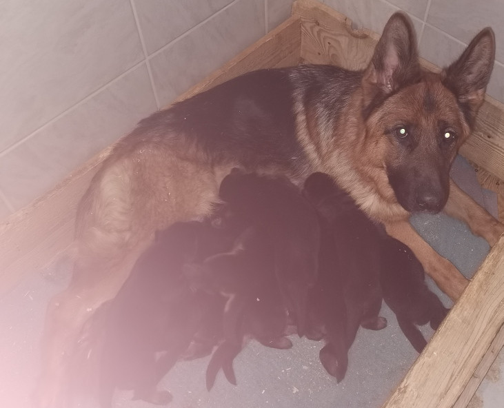Chiot Berger Allemand Du val de la houée