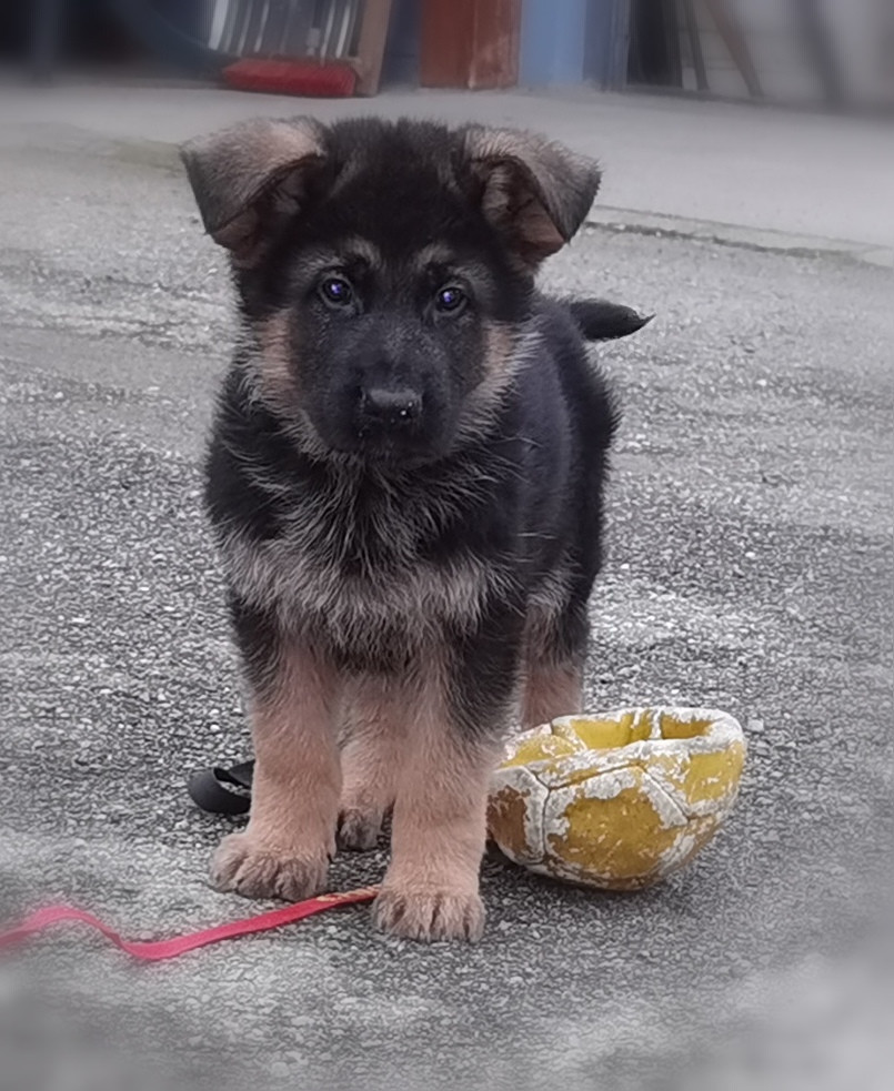 Du val de la houée - Chiots disponibles - Berger Allemand