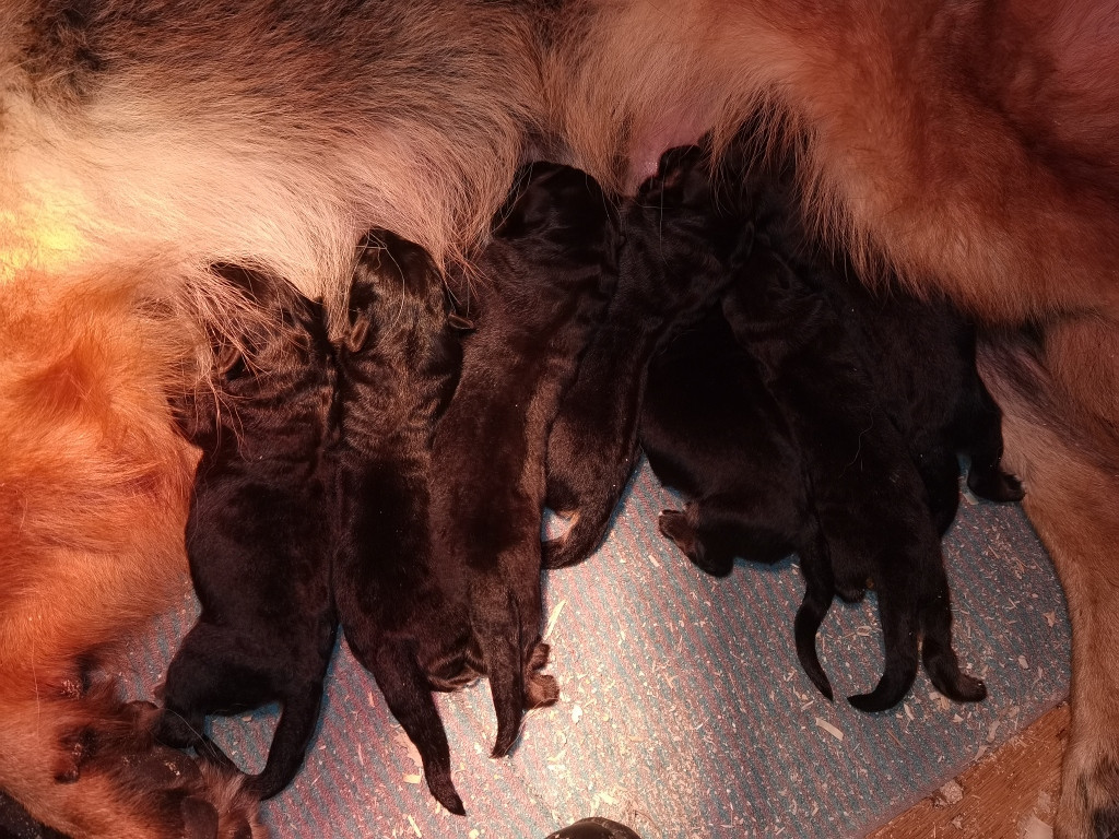 Du val de la houée - Chiots disponibles - Berger Allemand