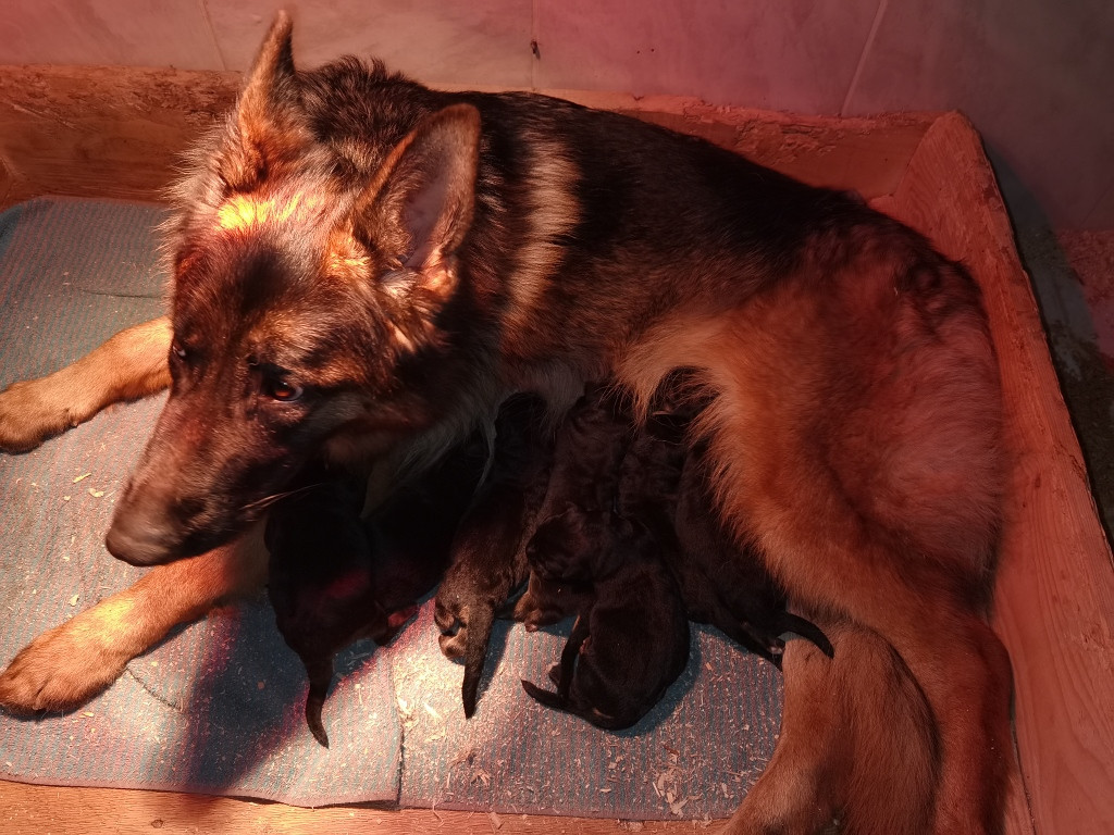 Du val de la houée - Chiots disponibles - Berger Allemand