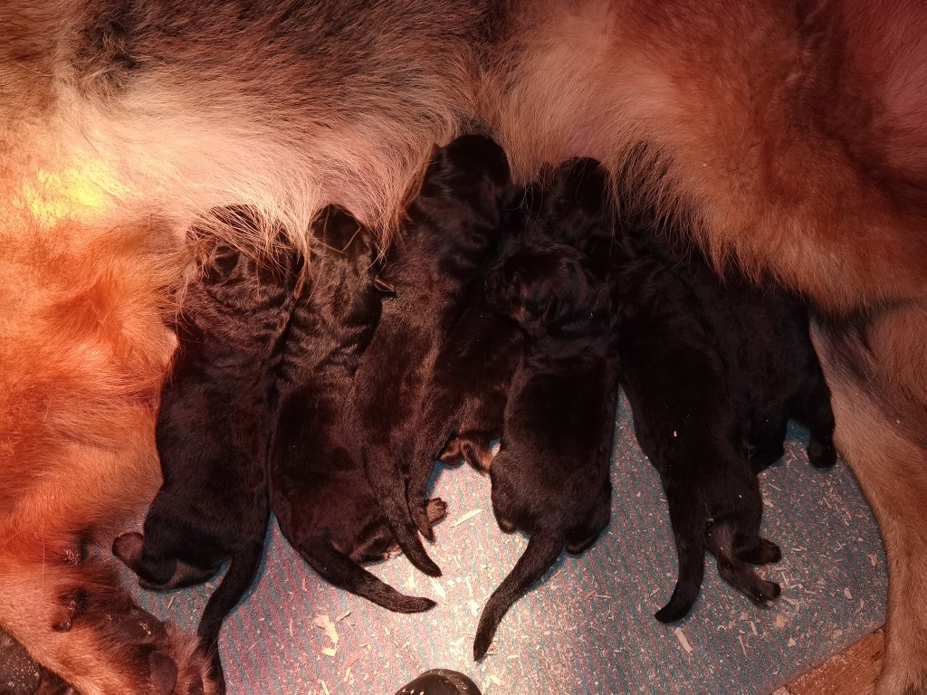 Du val de la houée - Chiots disponibles - Berger Allemand