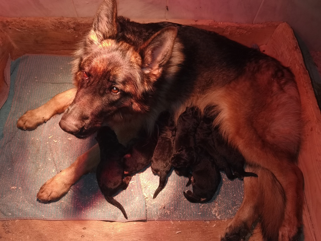 Du val de la houée - Chiots disponibles - Berger Allemand