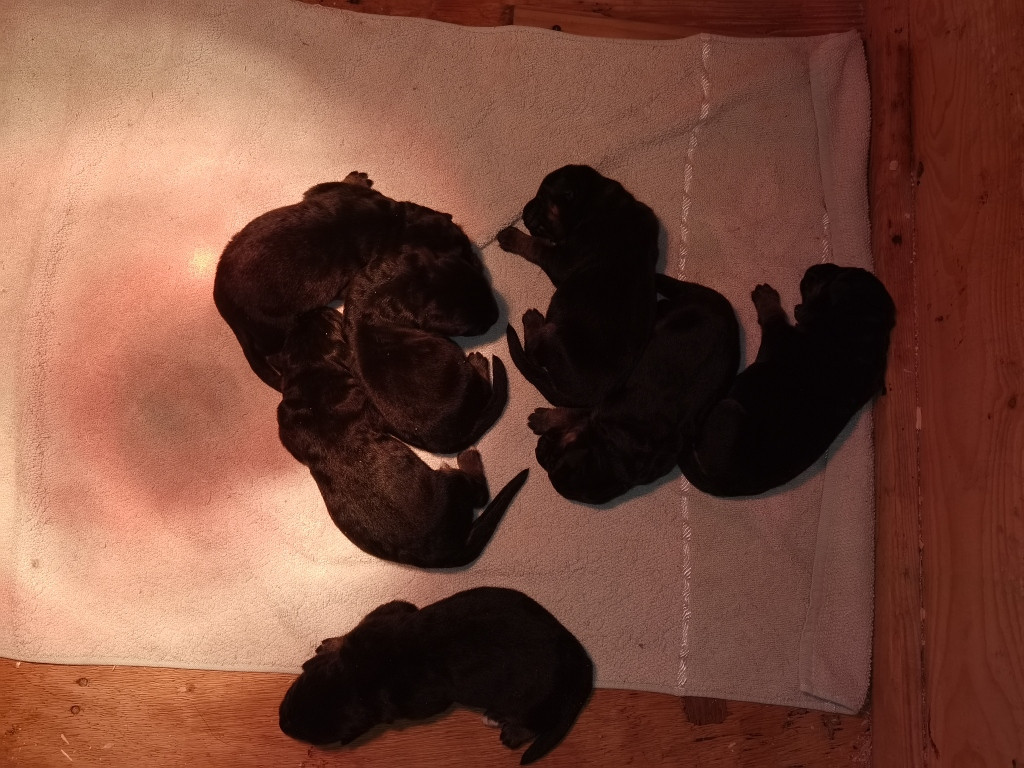 Du val de la houée - Chiots disponibles - Berger Allemand