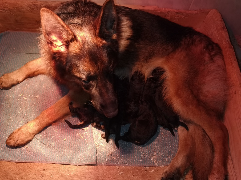 Du val de la houée - Chiots disponibles - Berger Allemand