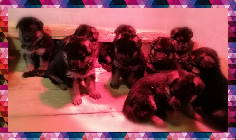 Chiot Berger Allemand Du val de la houée