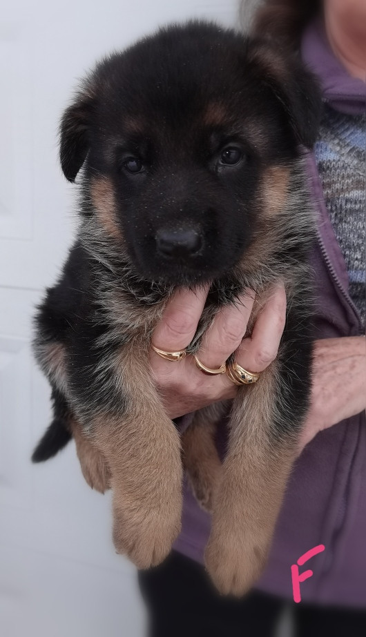 Du val de la houée - Chiots disponibles - Berger Allemand