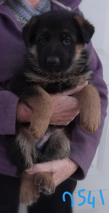 Du val de la houée - Chiots disponibles - Berger Allemand