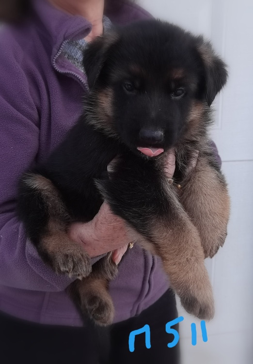 Du val de la houée - Chiots disponibles - Berger Allemand