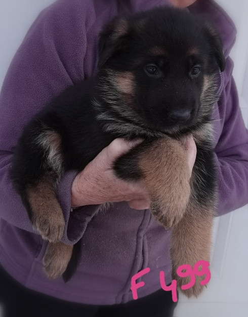 Du val de la houée - Chiots disponibles - Berger Allemand
