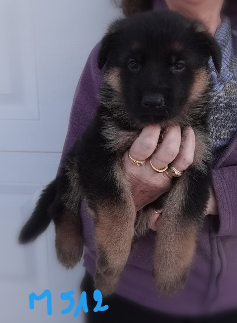 Du val de la houée - Chiots disponibles - Berger Allemand