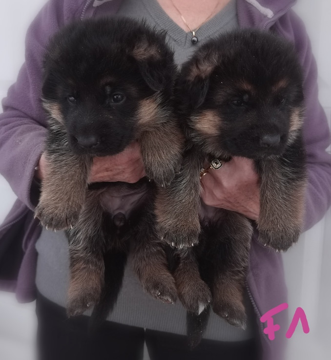 Du val de la houée - Chiots disponibles - Berger Allemand