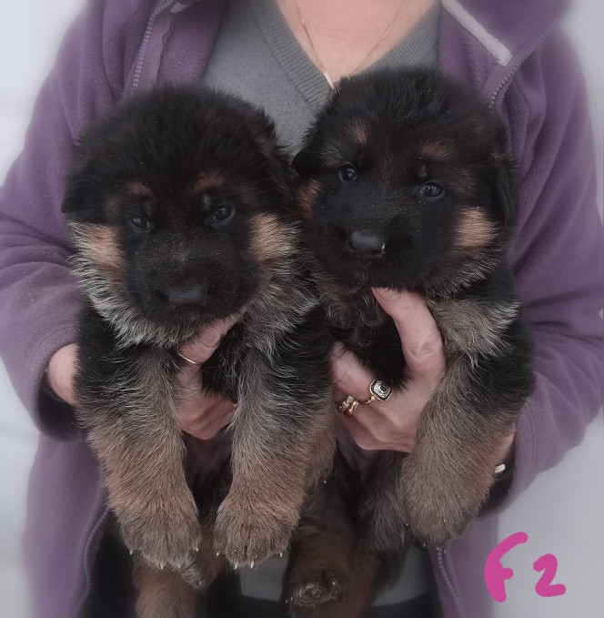 Du val de la houée - Chiots disponibles - Berger Allemand