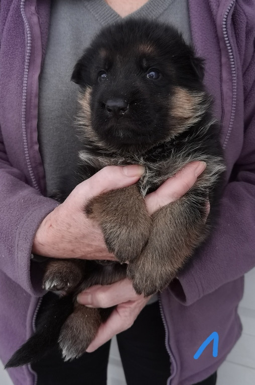 Du val de la houée - Chiots disponibles - Berger Allemand