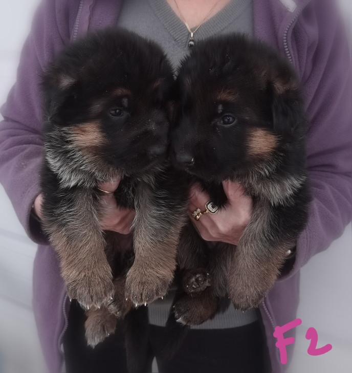 Du val de la houée - Chiots disponibles - Berger Allemand