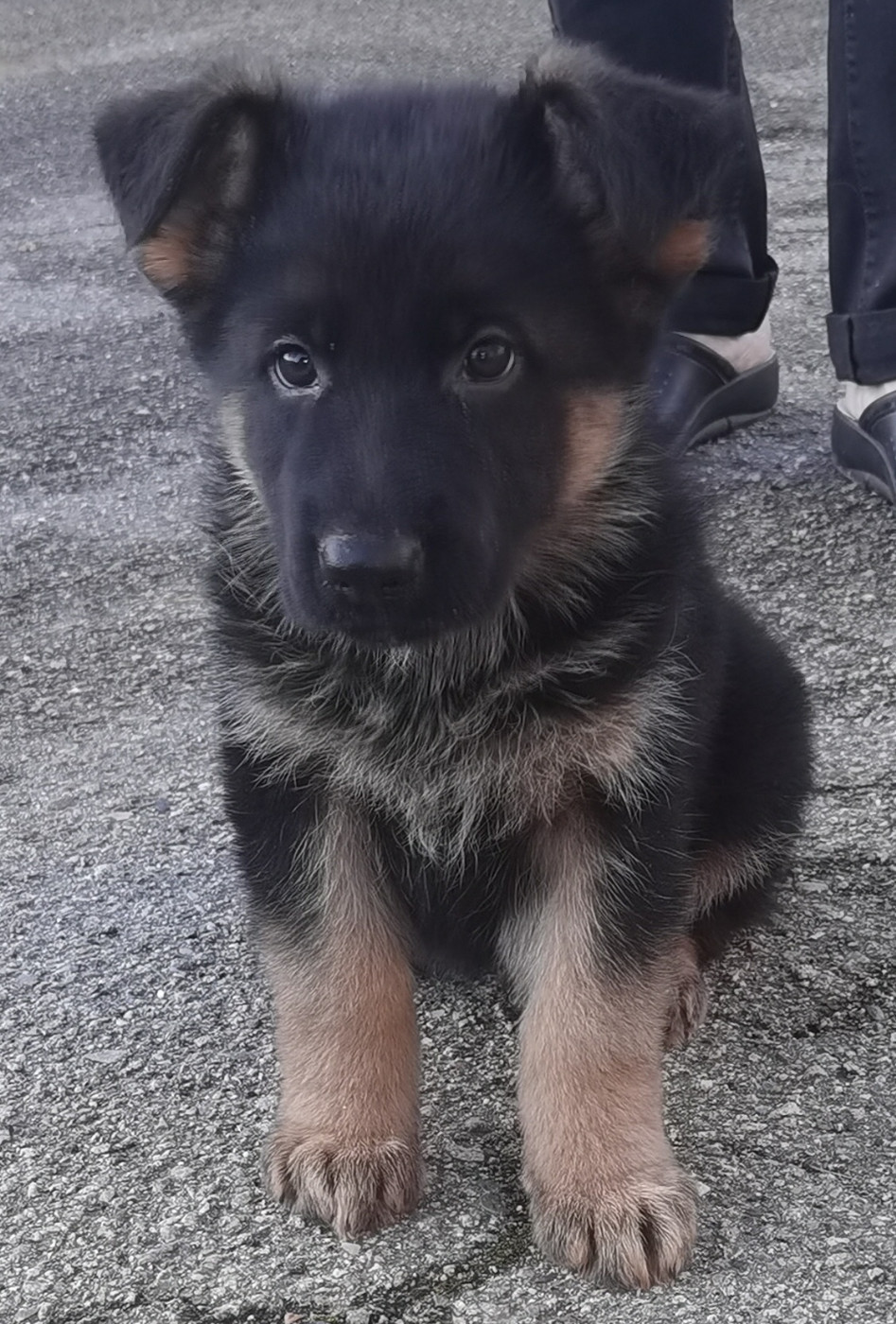 Du val de la houée - Chiots disponibles - Berger Allemand