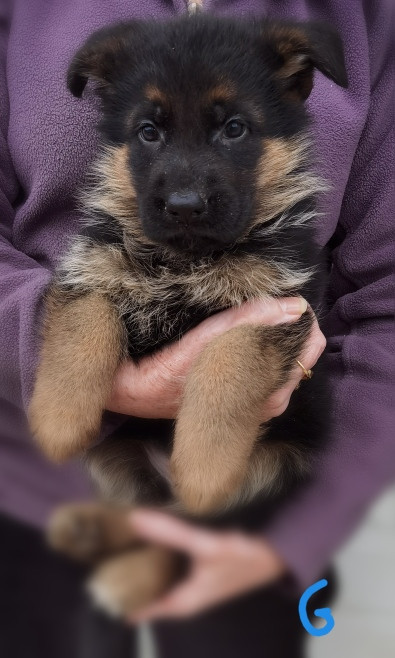 Du val de la houée - Chiots disponibles - Berger Allemand
