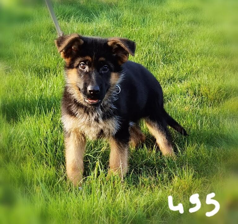 Du val de la houée - Chiots disponibles - Berger Allemand