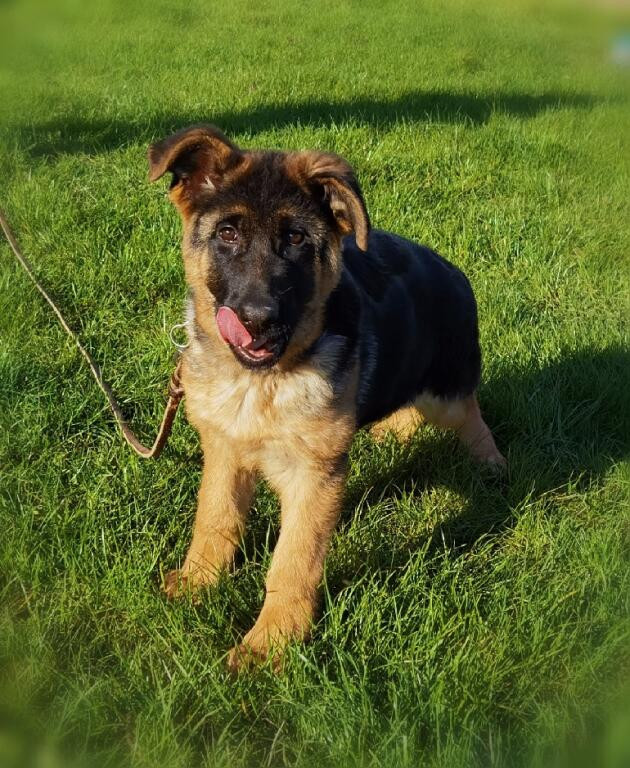 Du val de la houée - Chiots disponibles - Berger Allemand