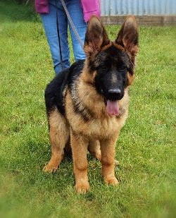 Du val de la houée - Chiots disponibles - Berger Allemand