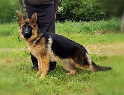 Du val de la houée - Chiots disponibles - Berger Allemand