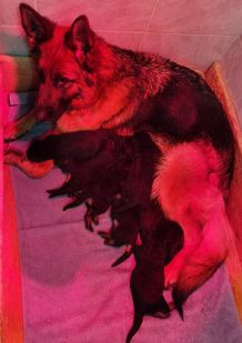 Chiot Berger Allemand Du val de la houée