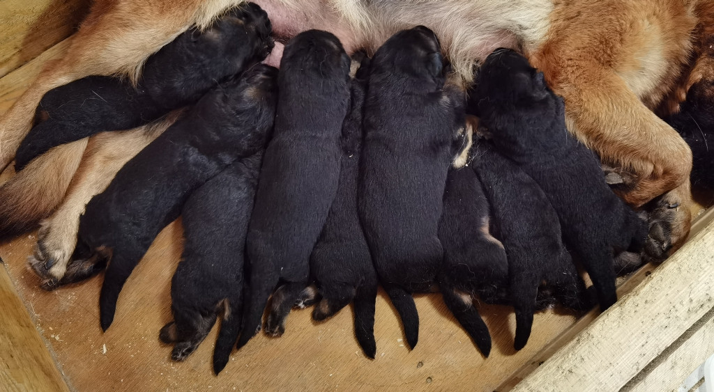 Du val de la houée - Chiots disponibles - Berger Allemand